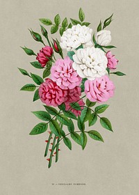 Pompom bengals rose, vintage flower illustration by François-Frédéric Grobon. Public domain image from our own 1873 edition original copy of Les roses: Histoire, Culture, Description. Digitally enhanced by rawpixel.