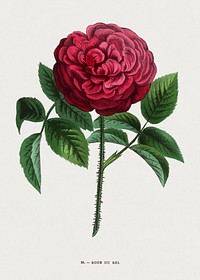 King's Rose, vintage flower illustration by François-Frédéric Grobon. Public domain image from our own 1873 edition original copy of Les roses: Histoire, Culture, Description. Digitally enhanced by rawpixel.