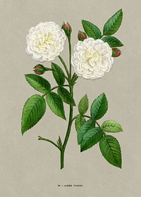 Aimee Vibert Rose, vintage flower illustration by François-Frédéric Grobon. Public domain image from our own 1873 edition original copy of Les roses: Histoire, Culture, Description. Digitally enhanced by rawpixel.