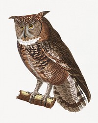 Strix africana (Spotted Eagle-Owl) (1838) animal art by Nicolas Huet. Original public domain image from Wikipedia. Digitally enhanced by rawpixel.