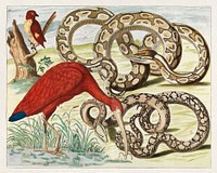 Red Ibis, Eudocimus ruber (1734) chromolithograph by Albertus Seba. Original public domain image from Wikipedia. Digitally enhanced by rawpixel.