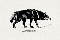 Studies in the art anatomy of animals (microform): being a brief analysis of the visible forms of the more familiar mammals and birds (1896) vintage icon by Ernest Thompson Seton. Original public domain image from Wikipedia. Digitally enhanced by rawpixel.