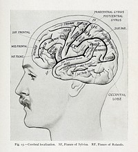 A text-book of clinical anatomy - for students and practitioners (1907) vintage icon by Daniel Nathan Eisendrath. Original public domain image from Wikipedia. Digitally enhanced by rawpixel.