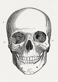 Skull (Front View) in An academic physiology and hygiene (1903) vintage icon by Orestes M. Brands. Original public domain image from Wikipedia. Digitally enhanced by rawpixel.