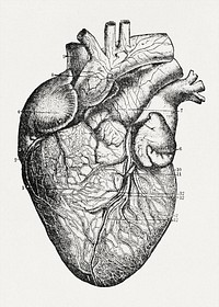 Anatomy, physiology and hygiene (1900) vintage icon by Jerome Walker. Original public domain image from Wikipedia. Digitally enhanced by rawpixel.