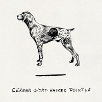 German short-haired pointer (2007) drawing by Pearson Scott Foresman. Original public domain image from Wikipedia. Digitally enhanced by rawpixel.