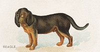 Beagle, from the Dogs of the World series for Old Judge Cigarettes (1890), vintage animal illustration by Goodwin & Company. Original public domain image from The MET Museum.  Digitally enhanced by rawpixel.