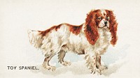 Toy Spaniel, from the Dogs of the World series for Old Judge Cigarettes (1890), vintage animal illustration by Goodwin & Company. Original public domain image from The MET Museum.  Digitally enhanced by rawpixel.