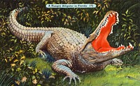 A hungry alligator in Florida (1930–1945), vintage animal illustration. Original public domain image from Digital Commonwealth.  Digitally enhanced by rawpixel.