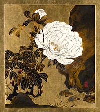 Lacquer Paintings of Various Subjects: Peonies, flower illustration by Shibata Zeshin. Original public domain image from The MET Museum.  Digitally enhanced by rawpixel.
