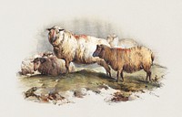 Sheep, vintage farm animal illustration. Original public domain image from Yale Center for British Art.  Digitally enhanced by rawpixel.