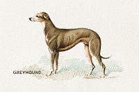 Greyhound, from the Dogs of the World series for Old Judge Cigarettes (1890) chromolithograph art. Original public domain image from The MET Museum. Digitally enhanced by rawpixel.