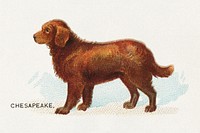 Chesapeake, from the Dogs of the World series for Old Judge Cigarettes (1890) chromolithograph art. Original public domain image from The MET Museum. Digitally enhanced by rawpixel.