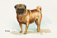 Pug, from the Dogs of the World series for Old Judge Cigarettes (1890) chromolithograph art. Original public domain image from The MET Museum. Digitally enhanced by rawpixel.