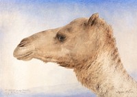 Portrait of the Artist's Dromedary (1862) watercolor art by Elijah Walton. Original public domain image from Yale Center for British Art. Digitally enhanced by rawpixel.