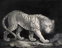 A Prowling Tiger (1800) watercolor art by Elizabeth Pringle. Original public domain image from Yale Center for British Art. Digitally enhanced by rawpixel.