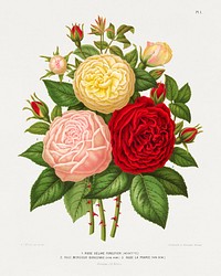 1.Rose Celine Forestier (noisette) 2.Rose Monsieur Boncenne 3.Rose La France chromolithograph plates by Abraham Jacobus Wendel. Digitally enhanced from our own 1879 edition plates of Nederlandsche flora en pomona.