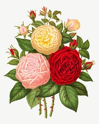 Vintage roses illustration, collage element psd. Remixed from our own original 1879 edition of Nederlandsche Flora en Pomona. 