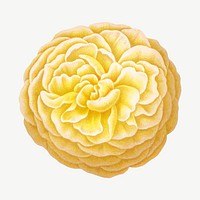 Vintage yellow rose illustration, collage element psd. Remixed from our own original 1879 edition of Nederlandsche Flora en Pomona. 