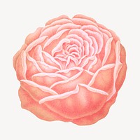 Vintage pink rose illustration. Remixed from our own original 1879 edition of Nederlandsche Flora en Pomona. 