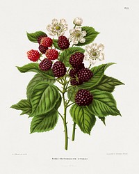 Blackberry (Rubus Fruticosus Hyb Kittaniny) chromolithograph plates by Abraham Jacobus Wendel. Digitally enhanced from our own 1879 edition plates of Nederlandsche flora en pomona.