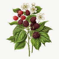 Vintage blackberry illustration, collage element psd. Remixed from our own original 1879 edition of Nederlandsche Flora en Pomona. 