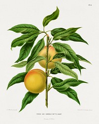 White Avant Peach (Perzik Var. Dubbele Witte Avant.) chromolithograph plates by Abraham Jacobus Wendel. Digitally enhanced from our own 1879 edition plates of Nederlandsche flora en pomona.