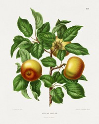 Apple (Appel Var. Early Joe.) chromolithograph plates by Abraham Jacobus Wendel. Digitally enhanced from our own 1879 edition plates of Nederlandsche flora en pomona.