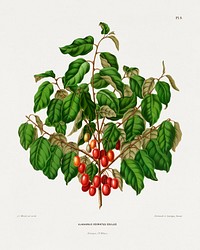 Elaeagnus Odoratus Edulus chromolithograph plates by Abraham Jacobus Wendel. Digitally enhanced from our own 1879 edition plates of Nederlandsche flora en pomona.