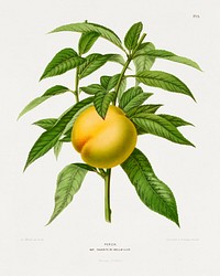 Perzik (Peach) chromolithograph plates by Abraham Jacobus Wendel. Digitally enhanced from our own 1879 edition plates of Nederlandsche flora en pomona.
