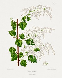 Broadleaf meadowsweet (Spiiraea Ariaefolia) chromolithograph plates by Abraham Jacobus Wendel. Digitally enhanced from our own 1879 edition plates of Nederlandsche flora en pomona.