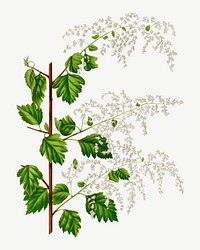 Vintage broadleaf meadowsweet illustration, collage element psd. Remixed from our own original 1879 edition of Nederlandsche Flora en Pomona. 