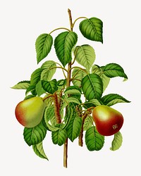 Vintage pears illustration. Remixed from our own original 1879 edition of Nederlandsche Flora en Pomona. 