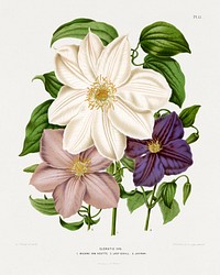Clematis Hyb. 1.Madame Van Houtte 2.Lady Bovill 3.Jackmani chromolithograph plates by Abraham Jacobus Wendel. Digitally enhanced from our own 1879 edition plates of Nederlandsche flora en pomona.