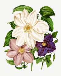 Vintage clematis flower illustration, collage element psd. Remixed from our own original 1879 edition of Nederlandsche Flora en Pomona. 