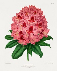 Rhododendron Hyb. Standard Van Boskoop chromolithograph plates by Abraham Jacobus Wendel. Digitally enhanced from our own 1879 edition plates of Nederlandsche flora en pomona.