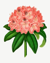 Vintage rhododendron flower illustration, collage element psd. Remixed from our own original 1879 edition of Nederlandsche Flora en Pomona. 