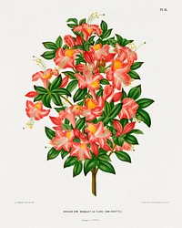 Azalea Hyb. bouquet de Flore (Van Houtte.) chromolithograph plates by Abraham Jacobus Wendel. Digitally enhanced from our own 1879 edition plates of Nederlandsche flora en pomona.