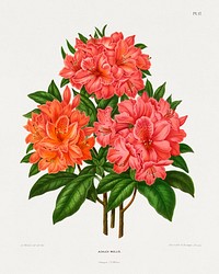 Azalea Mollis chromolithograph plates by Abraham Jacobus Wendel. Digitally enhanced from our own 1879 edition plates of Nederlandsche flora en pomona.