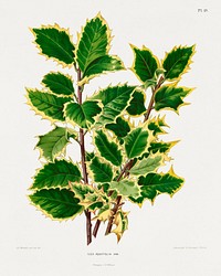 Ilex Aquifolia Var. chromolithograph plates by Abraham Jacobus Wendel. Digitally enhanced from our own 1879 edition plates of Nederlandsche flora en pomona.