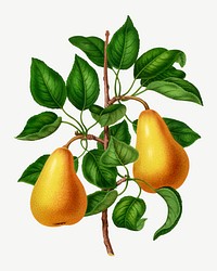 Vintage pears illustration, collage element psd. Remixed from our own original 1879 edition of Nederlandsche Flora en Pomona. 