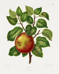 Cellini (Apple) chromolithograph plates by Abraham Jacobus Wendel. Digitally enhanced from our own 1879 edition plates of Nederlandsche flora en pomona.