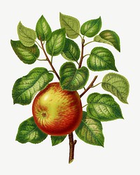 Vintage apple illustration, collage element psd. Remixed from our own original 1879 edition of Nederlandsche Flora en Pomona. 
