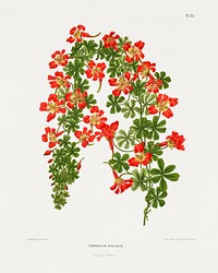 The flame flower (Tropaeolum Speciosum) chromolithograph plates by Abraham Jacobus Wendel. Digitally enhanced from our own 1879 edition plates of Nederlandsche flora en pomona.