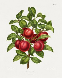 Reine Claude Violet (Plum) chromolithograph plates by Abraham Jacobus Wendel. Digitally enhanced from our own 1879 edition plates of Nederlandsche flora en pomona.