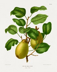 Peer Var. Emile D' Heyst (Pear) chromolithograph plates by Abraham Jacobus Wendel. Digitally enhanced from our own 1879 edition plates of Nederlandsche flora en pomona.