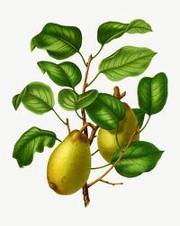 Vintage pears illustration, collage element psd. Remixed from our own original 1879 edition of Nederlandsche Flora en Pomona. 
