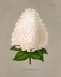 Panicled hydrangea (Hydrangea Paniculata) Grandiflora chromolithograph plates by Abraham Jacobus Wendel. Digitally enhanced from our own 1879 edition plates of Nederlandsche flora en pomona.