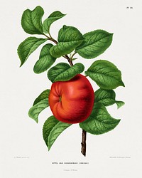 Appel Var. Rosenhanger (Zweden) Apple chromolithograph plates by Abraham Jacobus Wendel. Digitally enhanced from our own 1879 edition plates of Nederlandsche flora en pomona.