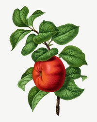 Vintage apple illustration, collage element psd. Remixed from our own original 1879 edition of Nederlandsche Flora en Pomona. 